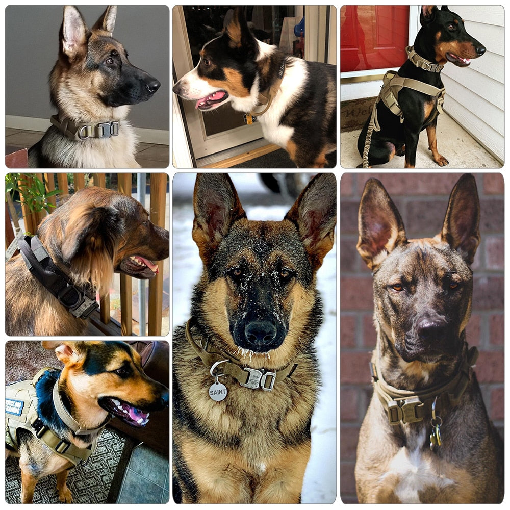 Dog Collar GliaGrove